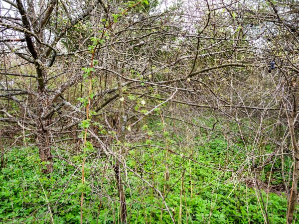 Underbrush Clearing in Pottstown
